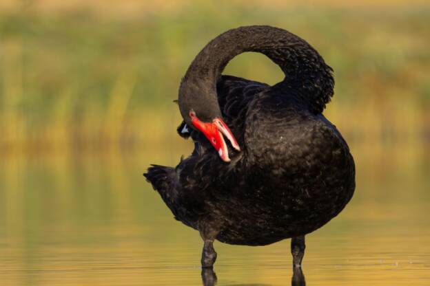 Black Swan