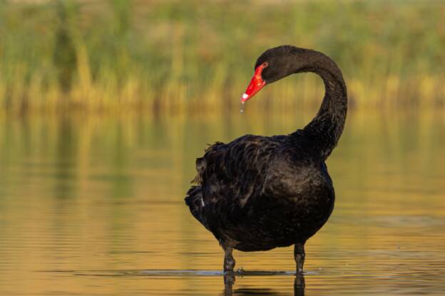 Black Swan