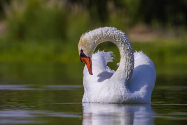 Swan