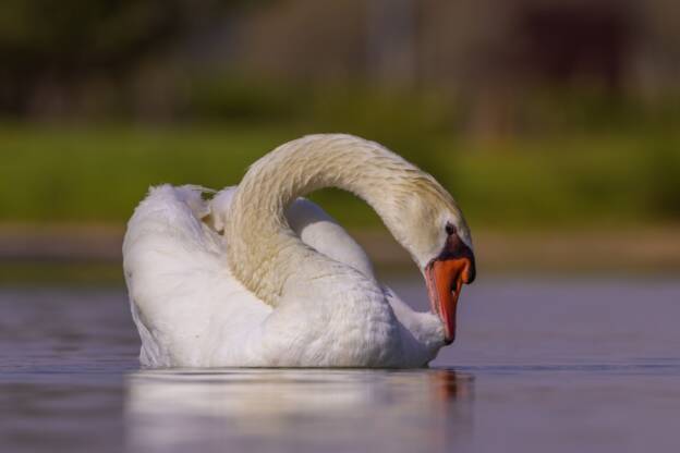 Swan