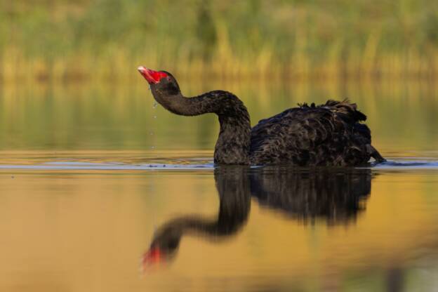 Black Swan