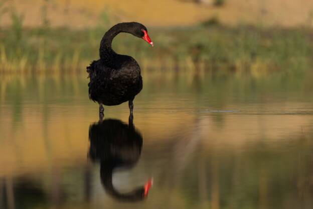 Black Swan