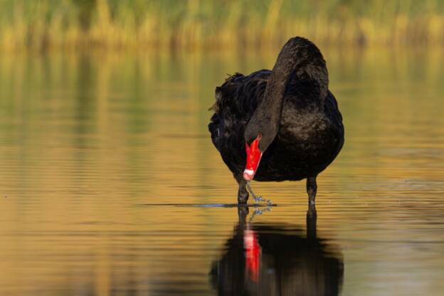 Black Swan